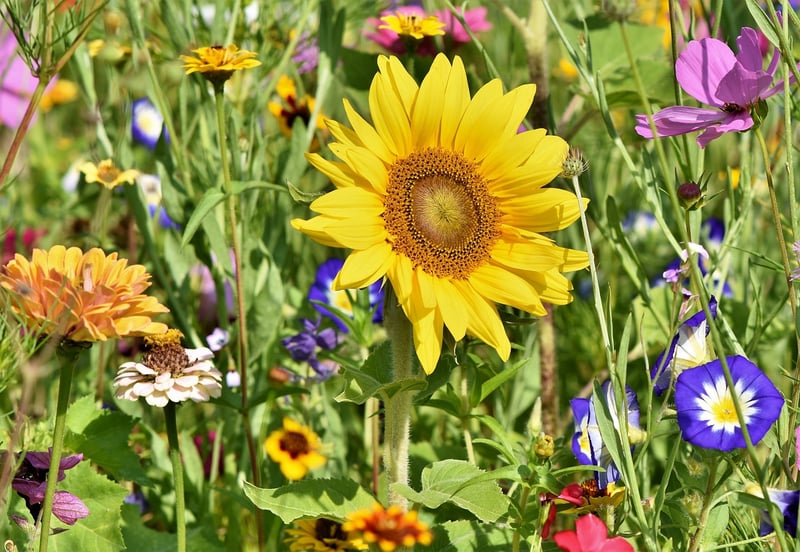 Garden Inspiration